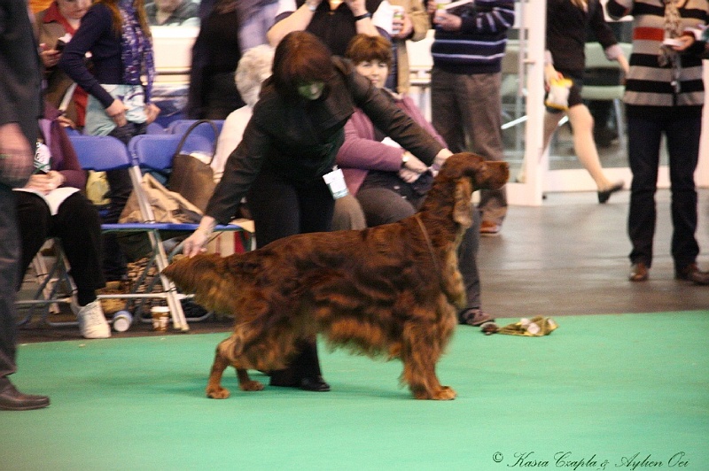 Crufts2011_2 071.jpg